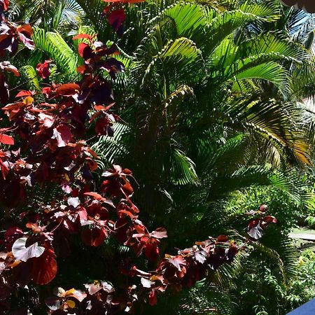 Jardin Sur Mer Terre-De-Haut Bagian luar foto