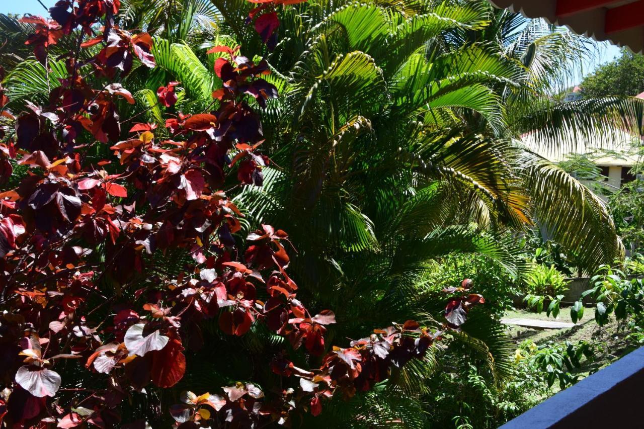 Jardin Sur Mer Terre-De-Haut Bagian luar foto